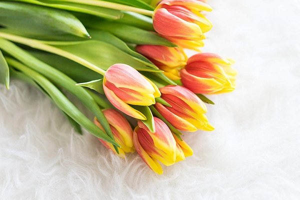 bouquet-of-kees-nelis-tulips-on-white-synthetic-pelt_free_stock_photos_picjumbo_DSC03013-1080x720.jpg