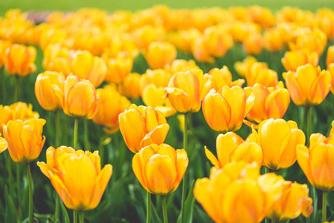 meadow-of-blooming-yellow-tulips_free_stock_photos_picjumbo_DSC04250-1080x720.jpg
