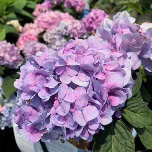 绣球花蔫了怎么办-绣球花的养殖养护方法